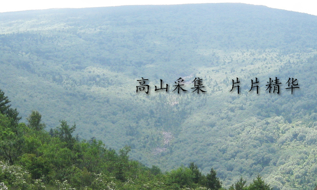 药王茶